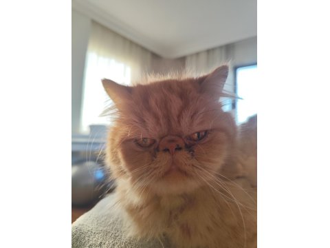 3 Yaşında Erkek İran Kedisi