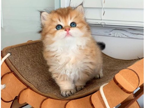 Efsane Güzellikteki Golden British Longhair Ny12