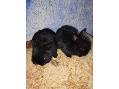 Netherland Dwarf Hollanda Cüce Tavşan