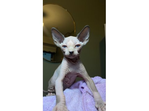 Sfenks Bebişler Sahiplerini Arıyor