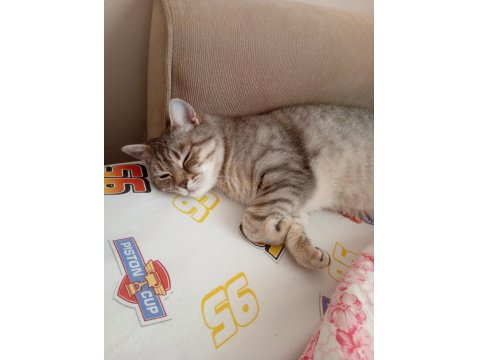 Kısır 2,5 Yaşında British Shorthair