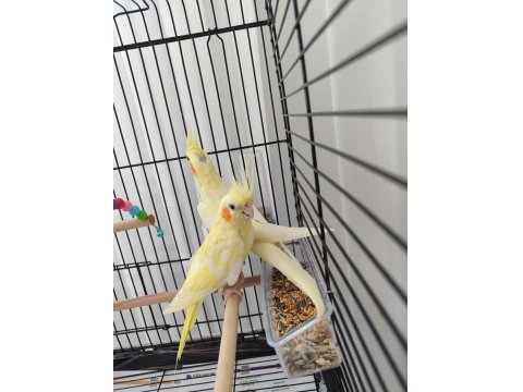 Dişi Sultan Papağanı