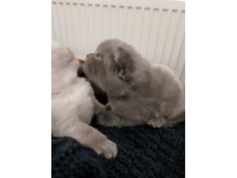 Scottish Fold Yavru Kediler