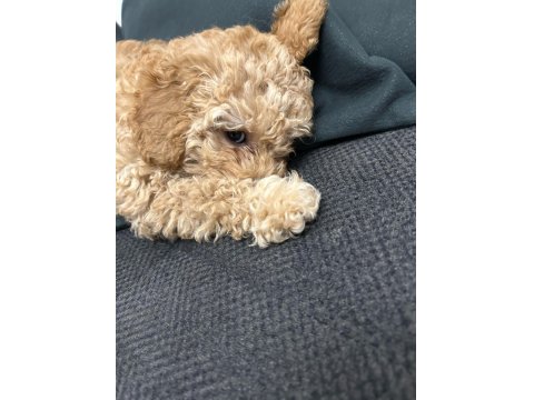 Toy Poodle Güzel Kızım