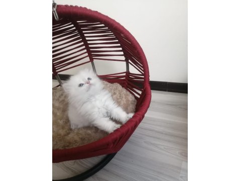 British Longhair Prenses Hazır