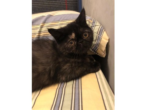 2.5 Aylık Dişi Exotic Shorthair