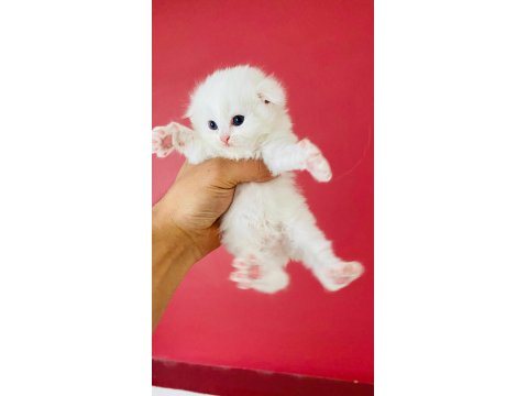 Beyaz British Longhair Pamuk Prenseslerim