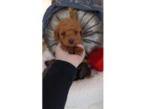 Tatlı Mi Tatlı Poodle Minikler