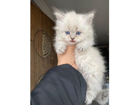 Prenslerim British Longhair