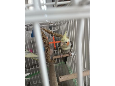 5 Aylık Erkek Sultan Papağanı
