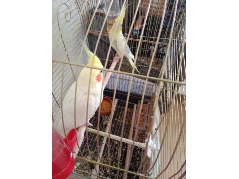 Yumurtalı Çift Sultan Papağanlar