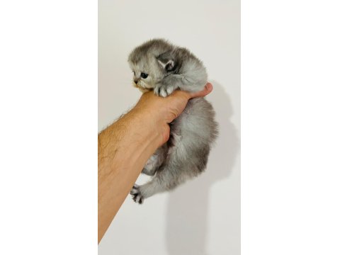 British Longhair Prenses Kedim