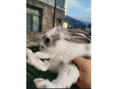 Mini English Spot Mix Yavru Tavşanlar