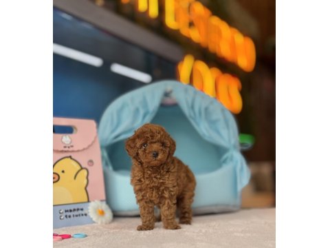 Toy Poodle Irk Ve Sağlık Garantili