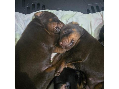 İzmir’den Safkan Fci Belgeli Doberman Yavruları