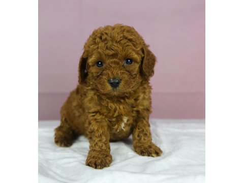Mini Boy Red Toy Poodle Bebeğim