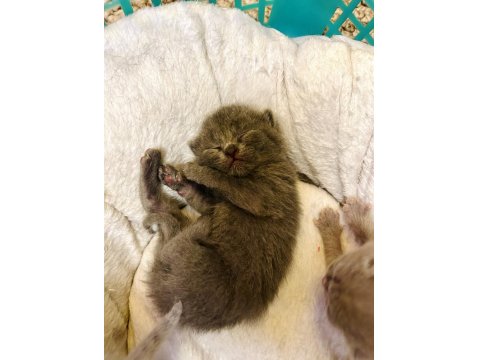 1,5 Aylık British Shorthair