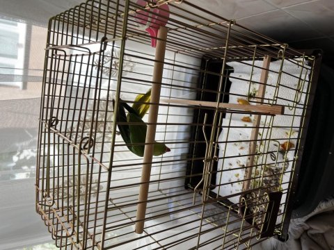 Pakistan Papağanımız