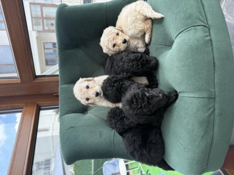 Dev Poodle ( Königspudel ) Bebişlerim