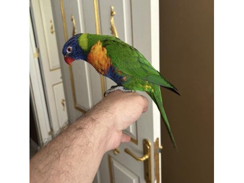 Özel Eğitimli Dans Eden Konuşan Maskot Lori