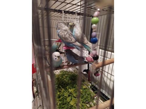 Ev Üretimi Yeni Yeme Düşen Muhabbet Kuşu Yavrular