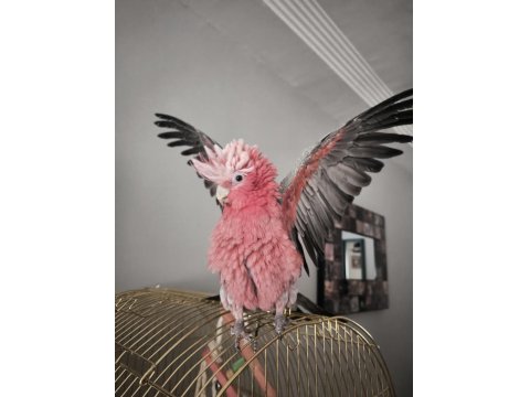 Evcil Gül Kakadu (Isırmaz Uysal) 81 İle Gönderim Var