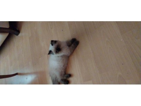 Blue Point British Longhair