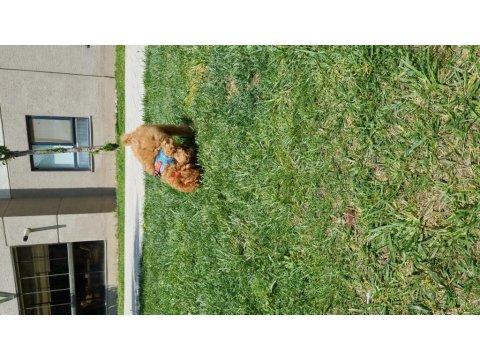 Dişi Aşıları Tam Tuvalet Eğitimli Özel Fiyat Son Hafta