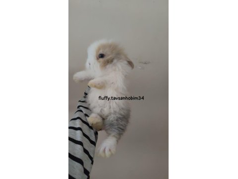 Renkli Cins Tavşan Yavruları