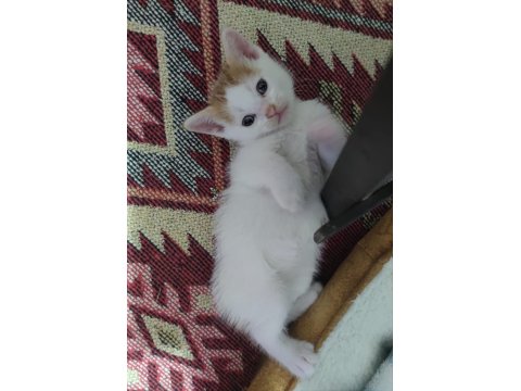 Yavru Kediler Ömürlük Sahiplerini Arıyor