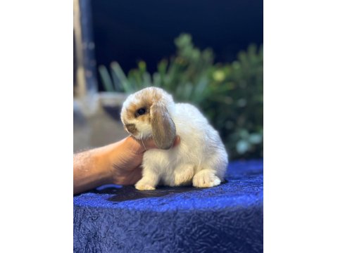 Safkan Hollanda Cüce Ve Mini Lop Tavşan Yavruları