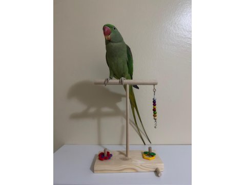 Ele Alışkın Alexander Papağanımız