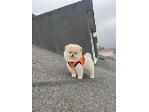 Ayı Surat Pomeranian Boo Yavrular