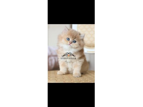 İpeksi Tüylü Golden British Longhair Ny11