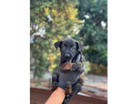 A+ Belçika Malinois Yavrular