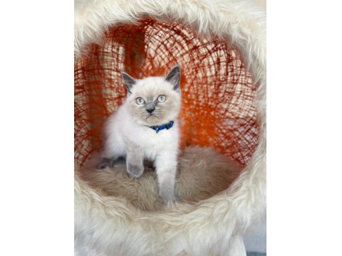 British Shorthair Blue Point 2 Aylık