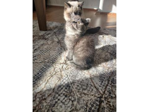 British Shorthair Silver Chocalate Ve Bicolor