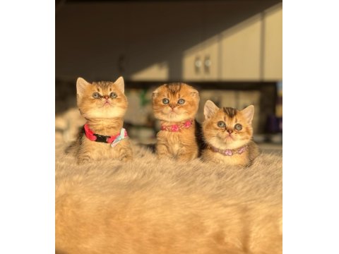 3 Aylık British Golden Black