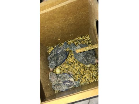 Yavru Forpus Papağanı Mavi