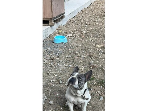 French Bulldog İki Yaşında Erkek Blue Merle