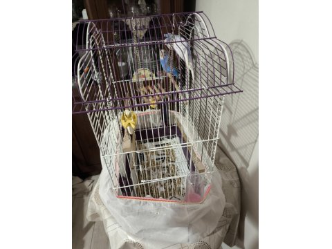 2 Adet Erkek Muhabbet Kuşu Satılık