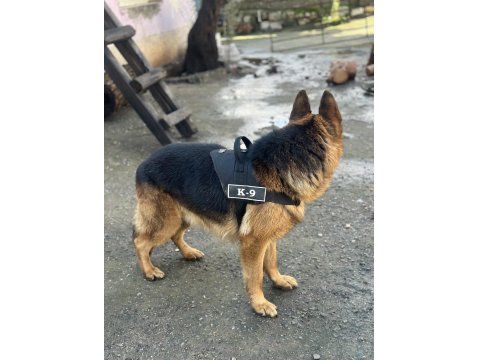 Erkek Alman Kurdu - Detay İçin Yaz