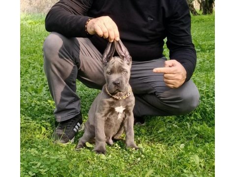 Cane Corso Erkek Yavrumuz