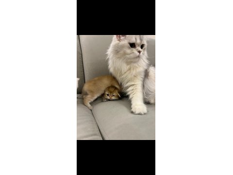 2 Aylık British Longhair Yavrular