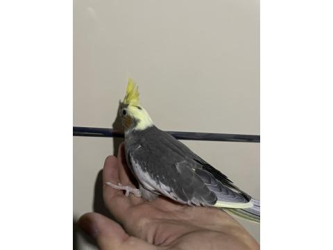 Ele Alışkın Sultan Papağanı