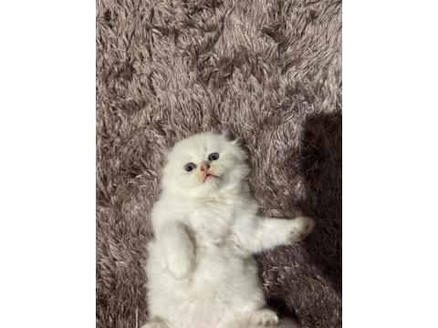 Son Yavru Scottish Fold Longhair