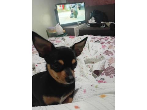 2 Yaşında Dişi Wc Eğitimli Çok Özel Anatomi Chihuahua