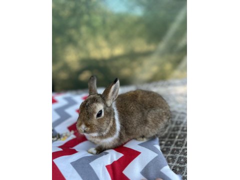 Aguti 4 Aylık Erkek Yavru Tavşan