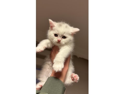 Son İki Kardeş Kedimiz Yeni Yuvalarını Arıyor