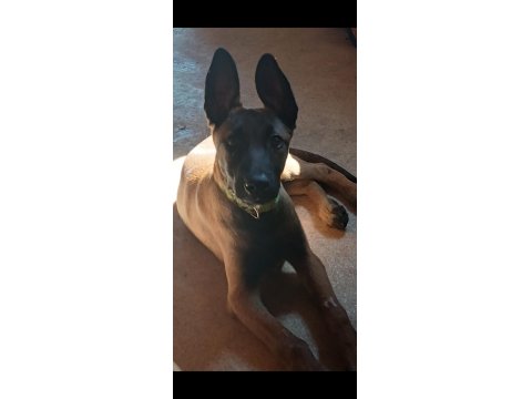 5 Aylık Safkan Belçika Kurdu